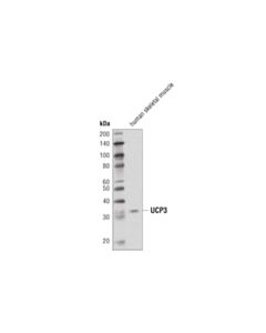 Cell Signaling Ucp3 (D6j8k) Rabbit mAb