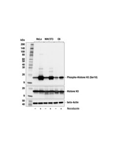 Cell Signaling Phospho-Histone H3 (Ser10) Antibody
