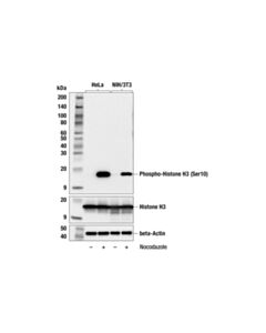 Cell Signaling Phospho-Histone H3 (Ser10) (6g3) Mouse mAb