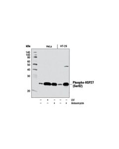 Cell Signaling Phospho-Hsp27 (Ser82) (D1h2f6) Xp Rabbit mAb