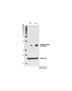 Cell Signaling Phospho-Histone H3 (Ser28) Antibody