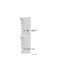 Cell Signaling Phospho-Histone H3 (Thr3) Antibody