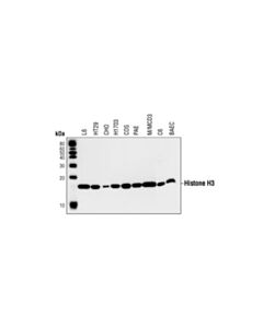 Cell Signaling Histone H3 (3H1) Rabbit mAb 20 uL
