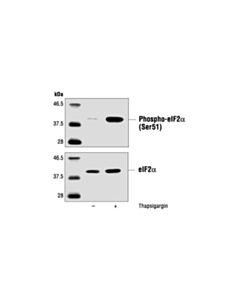Cell Signaling Eif2alpha Antibody