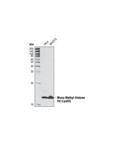 Cell Signaling Mono-Methyl-Histone H4 (Lys20) Antibody