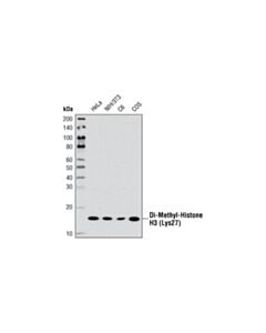 Cell Signaling Di-Methyl-Histone H3 (Lys27) (D18c8) Xp<LT/>Sup&Gt;®<LT/>/Sup&Gt; Rabbit mAb