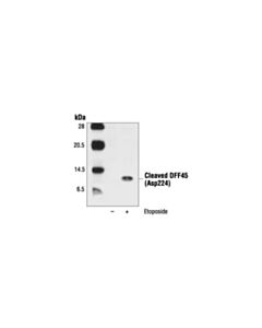 Cell Signaling Cleaved Dff45 (Asp224) Antibody