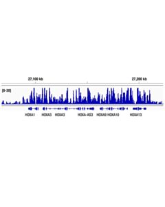 Cell Signaling Tri-Methyl-Histone H3 (Lys27) (C36B11) Rabbit Monoclonal Antibody