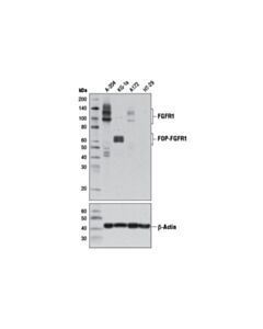 Cell Signaling Fgf Receptor 1 (D8e4) Xp Rabbit mAb