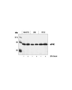 Cell Signaling Eif4e Antibody