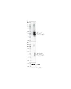 Cell Signaling Tissue Factor/Cd142 (E9m6t) Xp Rabbit mAb