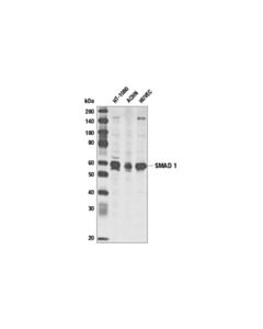Cell Signaling Smad1 Antibody
