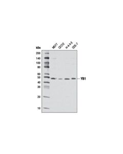 Cell Signaling YB1 (D2A11) Rabbit mAb 20 uL