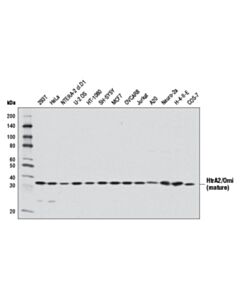 Cell Signaling Htra2/Omi (D20a5) Rabbit mAb