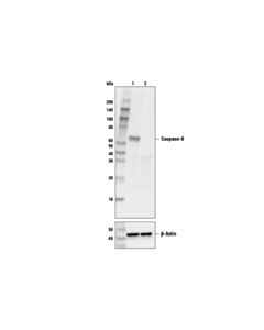Cell Signaling Caspase-8 (1c12) Mouse mAb