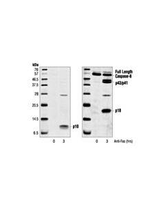 Cell Signaling Cleaved Caspase-8 (Asp384) (11g10) Mouse mAb