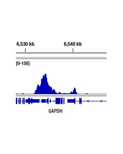 Cell Signaling Tri-Methyl-Histone H3 (Lys4) (C42D8) Rabbit Monoclonal Antibody