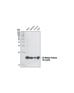 Cell Signaling Di-Methyl-Histone H3 (Lys9) Antibody