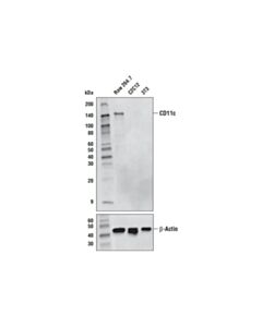 Cell Signaling CD11c (D1V9Y) Rabbit Monoclonal Antibody