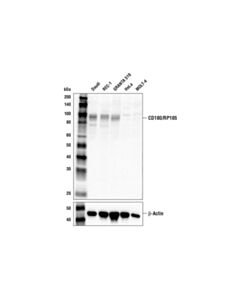 Cell Signaling Cd180/Rp105 Antibody