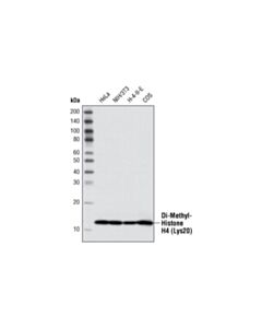 Cell Signaling Di-Methyl-Histone H4 (Lys20) Antibody