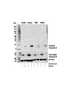 Cell Signaling Cleaved Caspase-6 (Asp162) Antibody