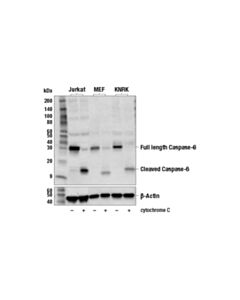 Cell Signaling Caspase-6 Antibody
