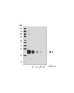 Cell Signaling Tslp (D7u1x) Rabbit mAb