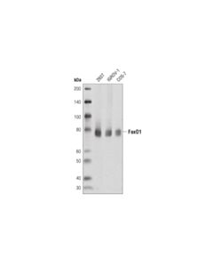 Cell Signaling Foxo1 (D8t1s) Mouse mAb