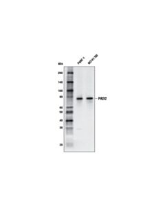 Cell Signaling PADI2 (E3P8Z) Rabbit mAb 20 uL