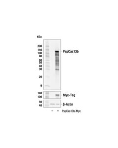 Cell Signaling PspCas13b ( Prevotella sp. P5–125 ) (12F2-A10) Mouse mAb 20 uL