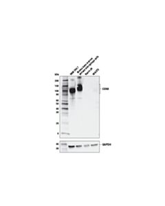 Cell Signaling Cd68 (E3o7v) Rabbit mAb
