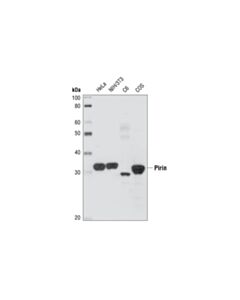 Cell Signaling Pirin (1E8) Rat mAb 20 uL