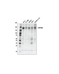 Cell Signaling Zmynd8 Antibody