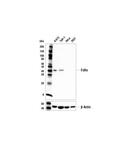Cell Signaling Fcrn Antibody