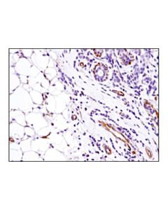 Cell Signaling Sdf1/Cxcl12 (D8g6h) Rabbit mAb (Ihc-Specific)