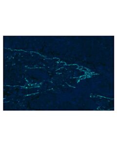 Cell Signaling CD31 (PECAM-1) (89C2) Mouse mAb (Alexa Fluor 750 Conjugate) 100 uL