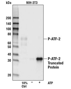 Cell Signaling ATP (10 mm)
