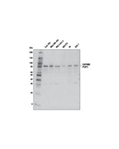 Cell Signaling Capam/Pcif1 Antibody