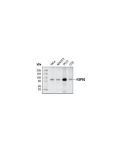 Cell Signaling Hsp90 (C45g5) Rabbit mAb (BSA And Azide Free)