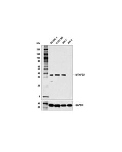 Cell Signaling Mthfd2 (E7a4l) Xp Rabbit mAb