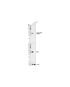 Cell Signaling Phospho-Mek1 (Ser298) (D1p9e) Rabbit mAb
