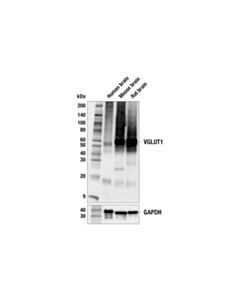 Cell Signaling VGLUT1 (E9D2B) Mouse mAb 20 uL