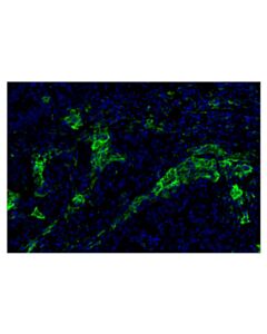 Cell Signaling CD206/MRC1 (E2L9N) Rabbit mAb (Alexa Fluor 488 Conjugate) 100 uL