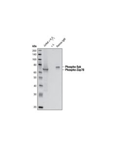 Cell Signaling Mouse Trem2 Activity Antibody Sampler Kit