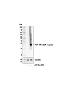 Cell Signaling CD9 (E8L5J) Rabbit mAb 20 uL