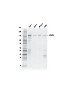 Cell Signaling HDAC5 (E6G3N) Mouse mAb 20 uL