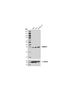 Cell Signaling NMNAT1 (D7O4N) Rabbit mAb 20 uL
