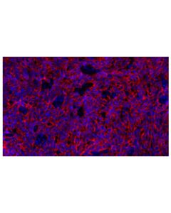 Cell Signaling E-Cadherin (24e10) Rabbit mAb (Alexa Fluor<LT/>Sup&Gt;®<LT/>/Sup&Gt; 647 Conjugate)