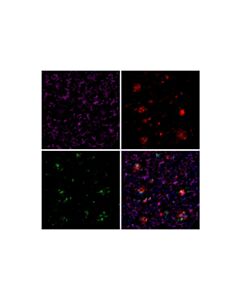 Cell Signaling CD68 (E3O7V) Horse Chimeric mAb